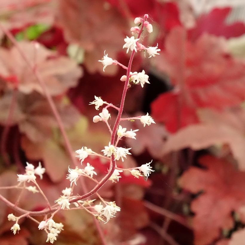 Heucherella Red Rover (Floración)