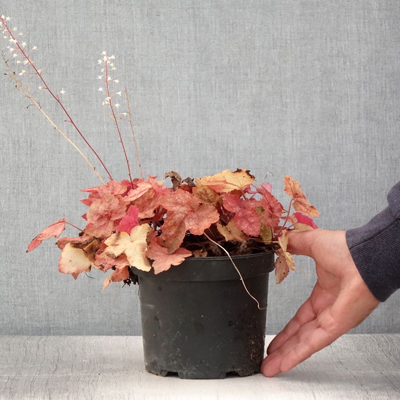 Ejemplar de Heucherella Redstone Fall en pot de 2L/3L entregado en verano