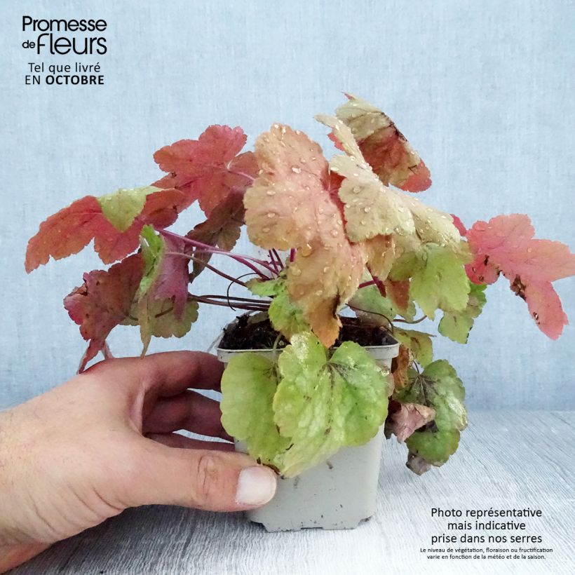 Ejemplar de Heucherella Redstone Falls en godet de 9 cm entregado en otoño