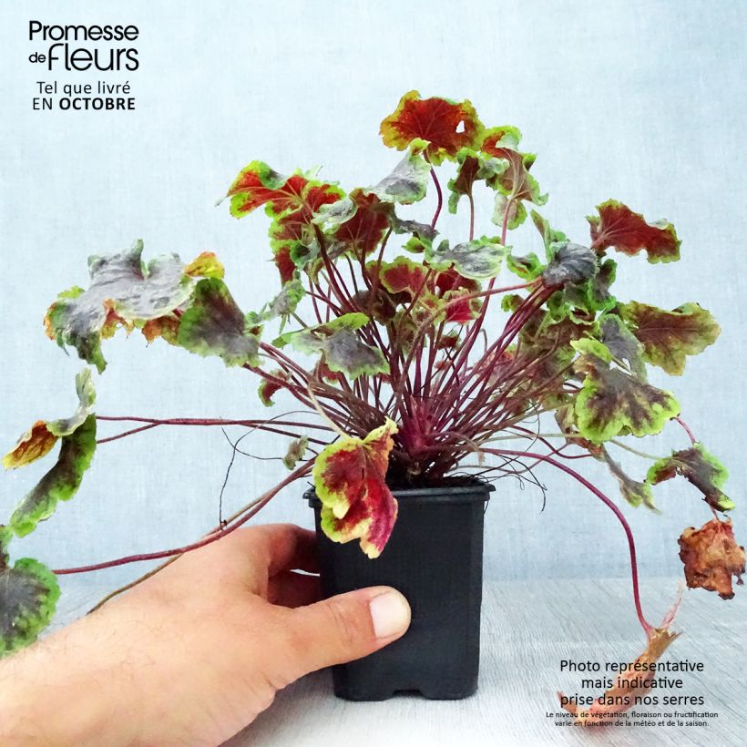 Ejemplar de Heucherella Solar Eclipse Godet de 9cm entregado en otoño