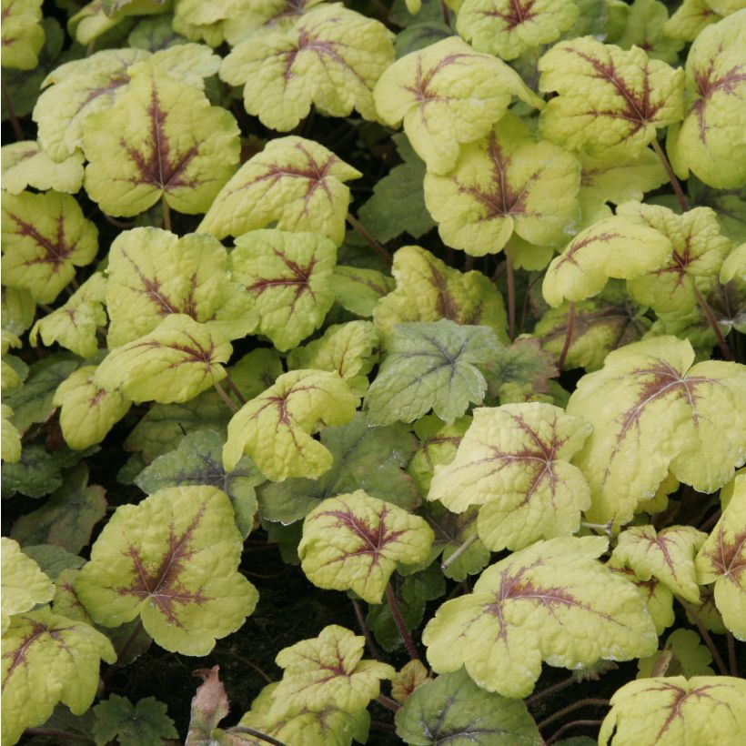 Heucherella Stoplight (Follaje)