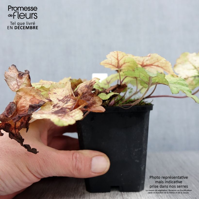 Ejemplar de Heucherella Stoplight en godet de 9 cm entregado en otoño