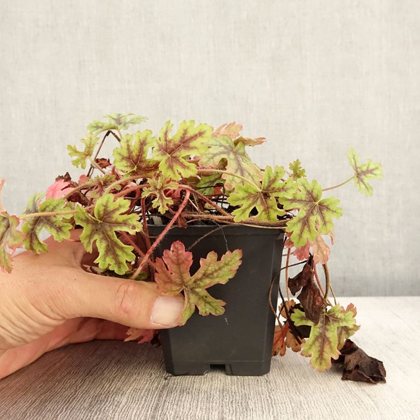 Ejemplar de Heucherella Tapestry Godet de 9cm entregado en otoño