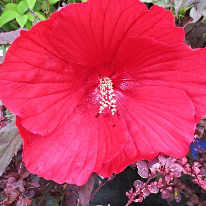 Hibiscus moscheutos Midnight Marvel - Hibisco moschetos (Floración)