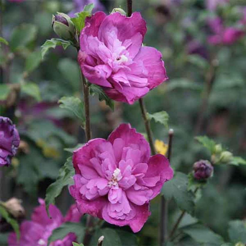 Altea Purple Ruffles - Hibiscus syriacus (Floración)