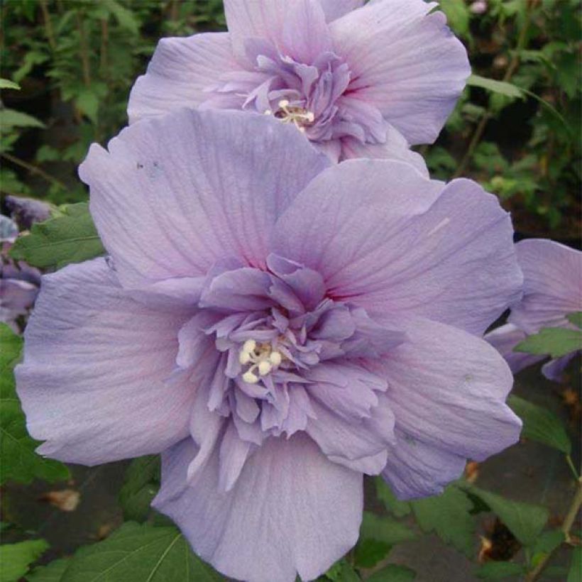 Altea Blue Chiffon - Hibiscus syriacus (Floración)