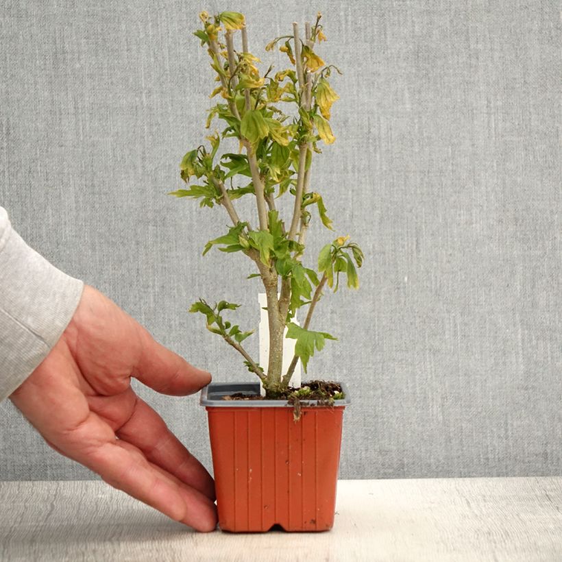 Hibiscus syriacus Flower Tower White - Althea blanc - Godet de 8/9 cm Ejemplar entregado en la primavera