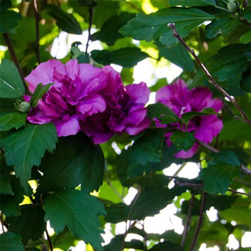 Hibiscus syriacus Freedom - Altea (Floración)