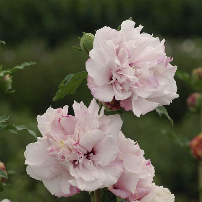 Hibiscus syriacus French Cabaret Pastel - Altea (Floración)