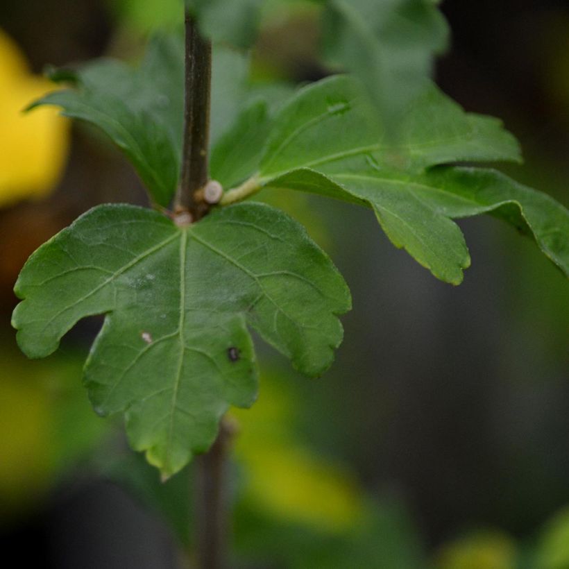 Hibiscus syriacus Hamabo - Altea (Follaje)