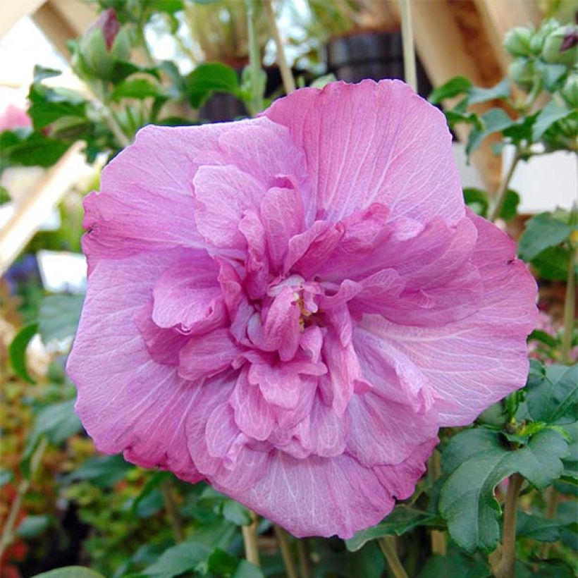 Altea Magenta Chiffon - Hibiscus syriacus (Floración)