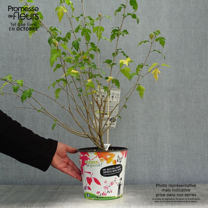 Ejemplar de Hibiscus syriacus Pinky Spot pot 4L./5L. - Althéa rose entregado en otoño