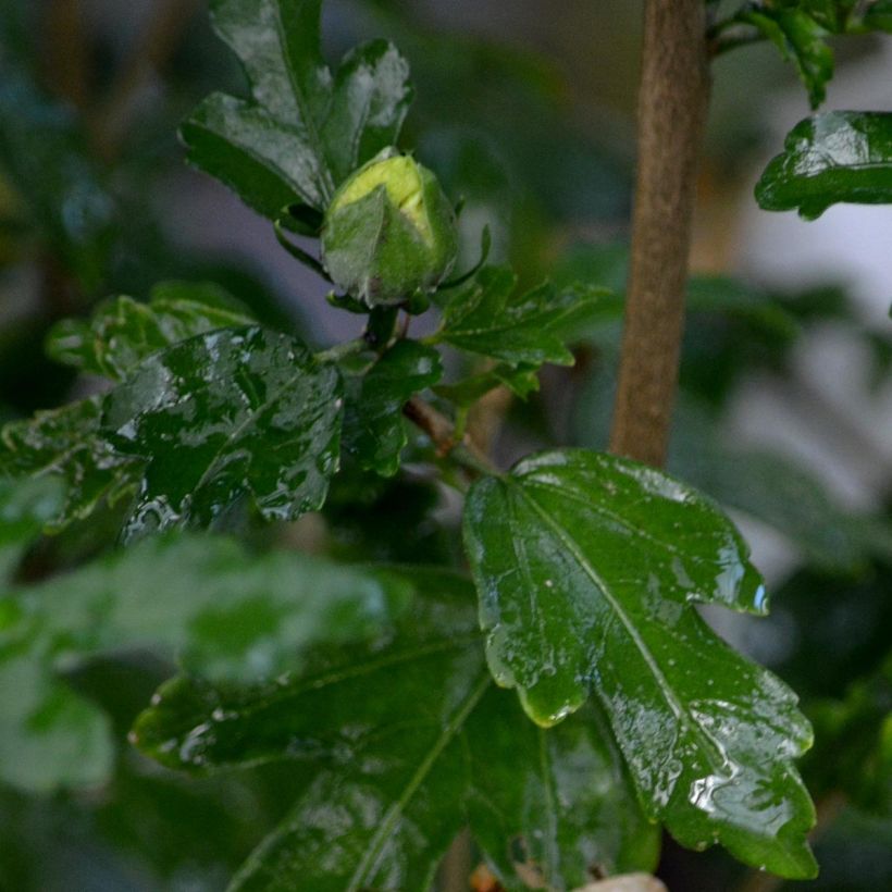 Hibiscus syriacus Speciosus - Altea (Follaje)