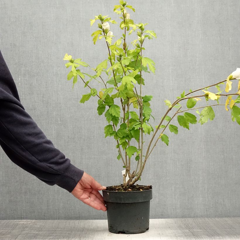 Ejemplar de Hibiscus syriacus Totus Albus - Althéa blanc pur. Pot de 2L/3L entregado en verano