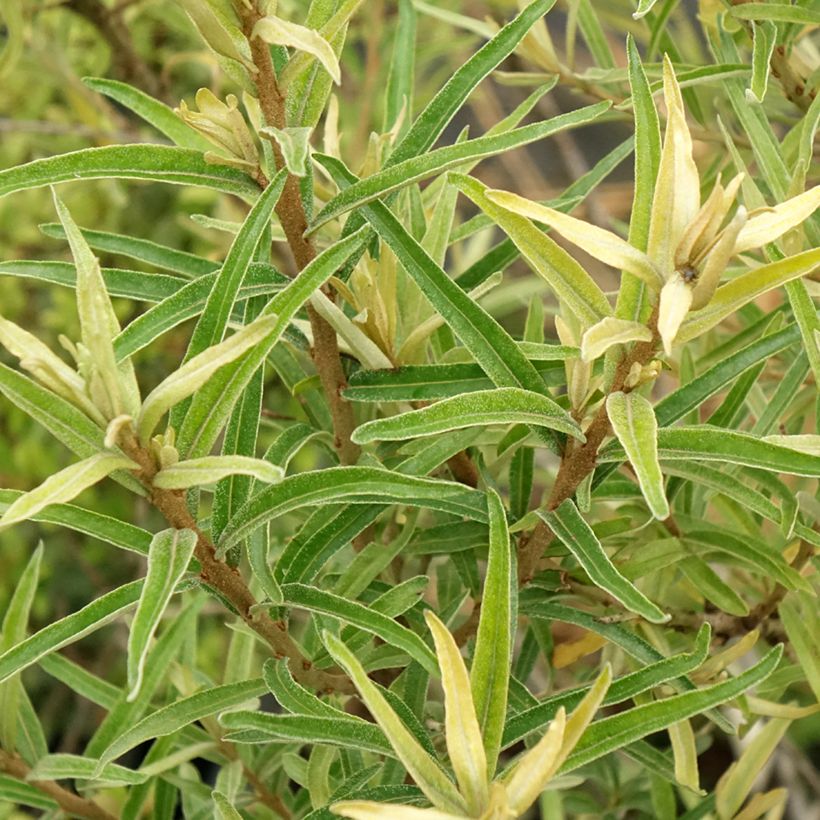 Espino amarillo Botanica (Follaje)