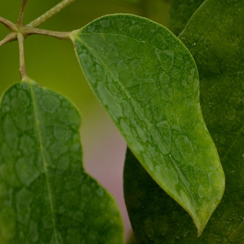 Holboellia latifolia (Follaje)