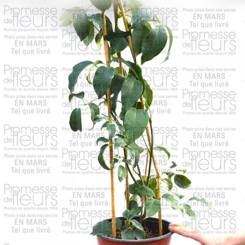 Ejemplo de ejemplar de Holboellia latifolia Pot de 1.5L tal y como se entrega