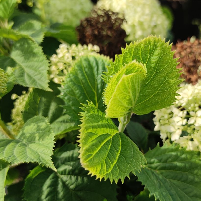 Hortensia arborescens BellaRagazza Limetta (Follaje)