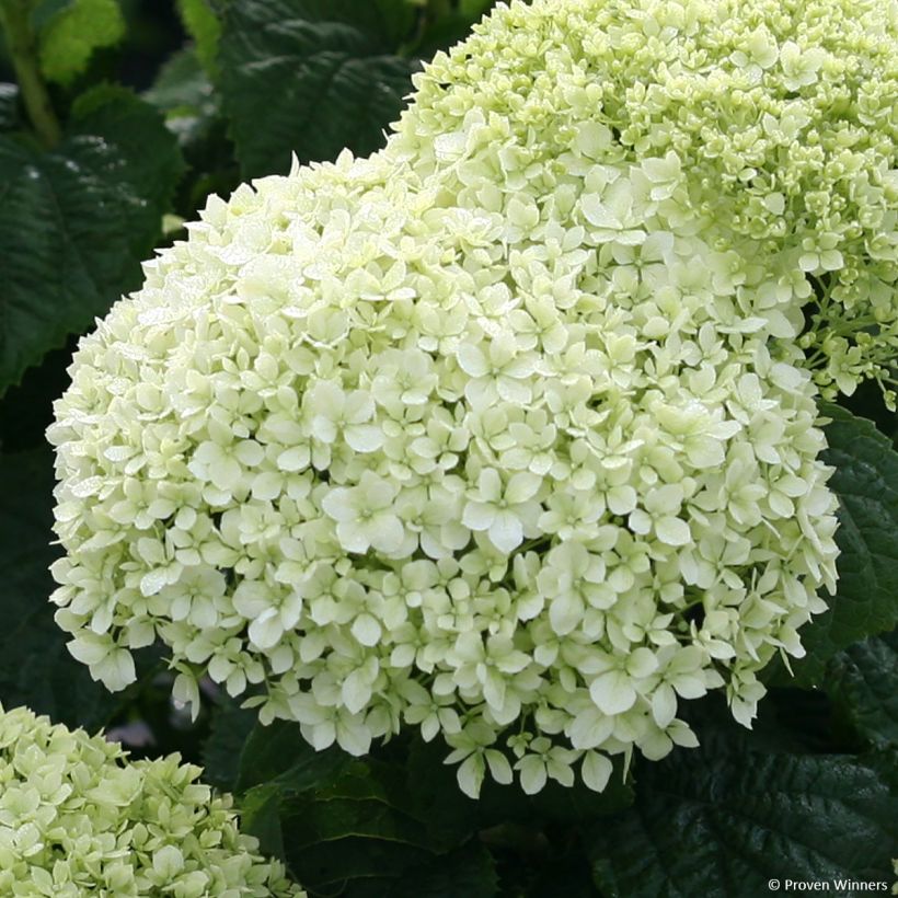 Hortensia arborescens BellaRagazza Limetta (Floración)