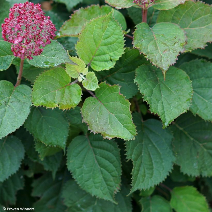 Hortensia arborescens BellaRagazza Mauvette (Follaje)