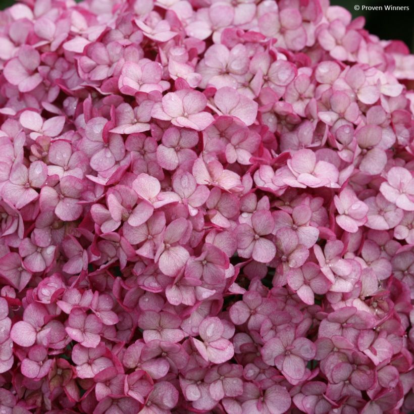 Hortensia arborescens BellaRagazza Mauvette (Floración)