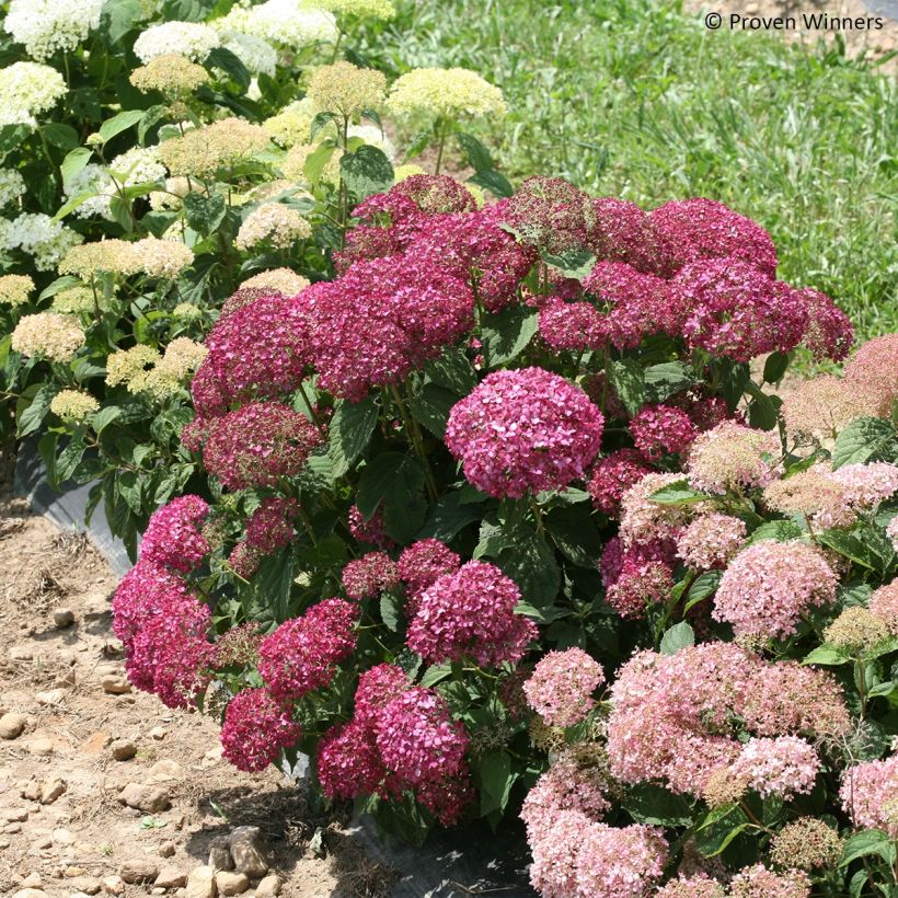 Hortensia arborescens BellaRagazza Mauvette (Porte)