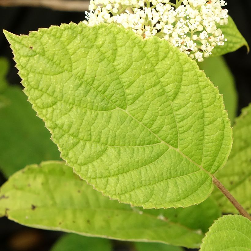 Hortensia arborescens Hills Of Snow (Follaje)