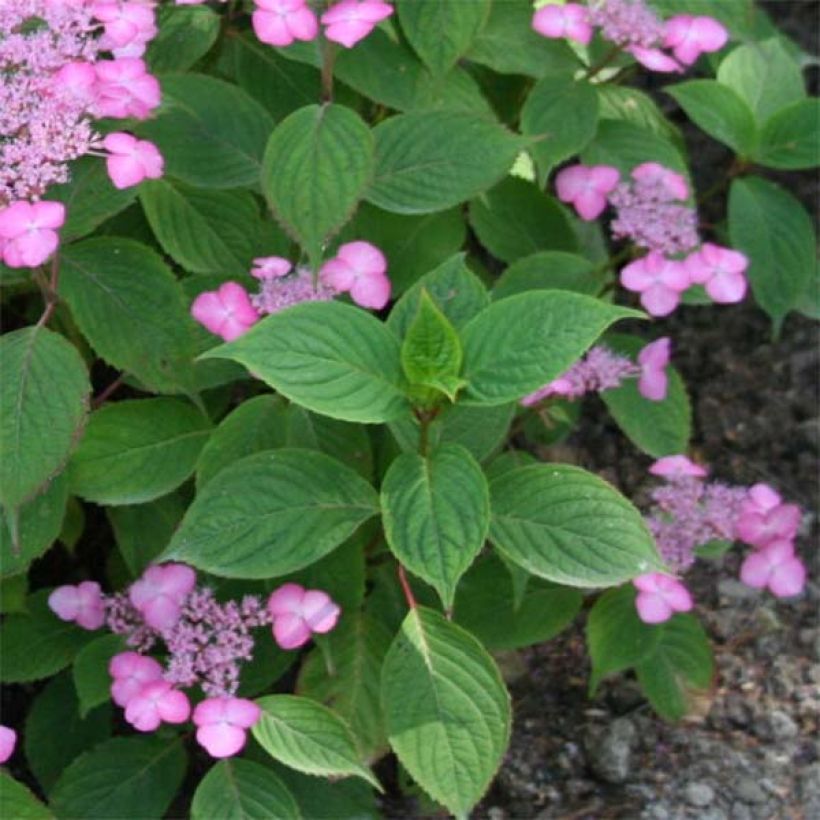 Hortensia serrata Avelroz - Hydrangea (Follaje)