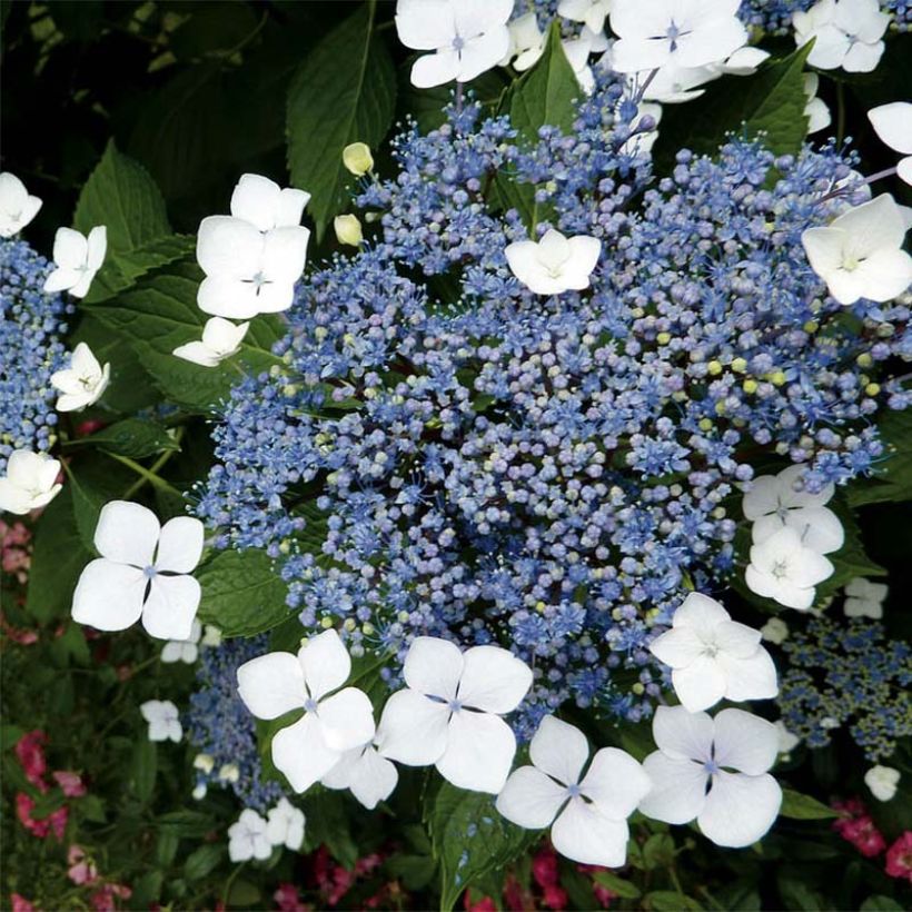 Hortensia serrata Blue Bird - Hydrangea (Floración)