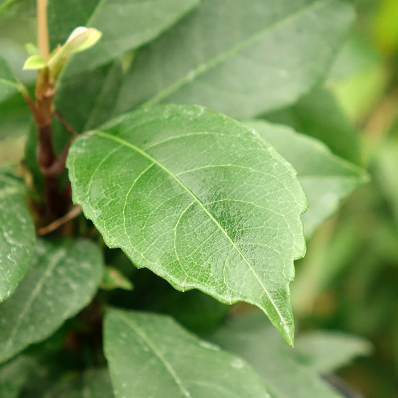 Hortensia seemanii - Hydrangea (Follaje)