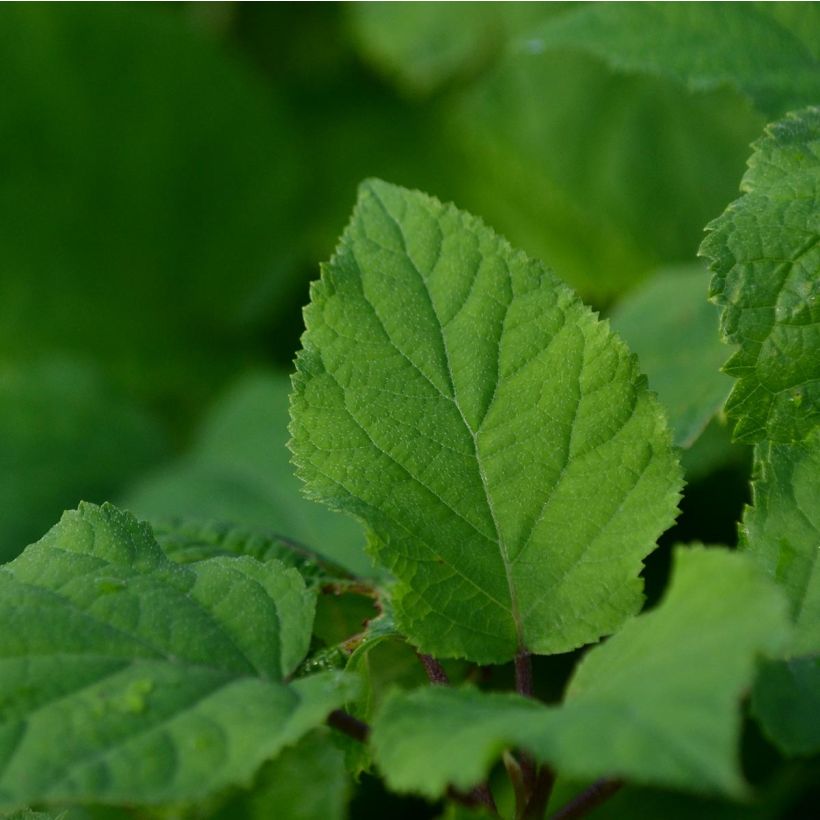 Hortensia arborescens Annabelle (Follaje)