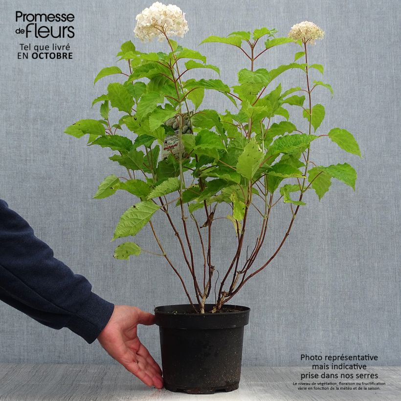 Ejemplar de Hortensia - Hydrangea arborescens Candybelle Marshmallow Pot de 3L/4L entregado en otoño