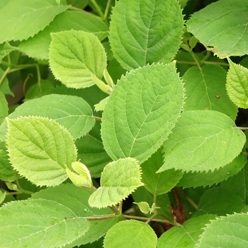 Hortensia arborescens Ruby Annabelle (Follaje)