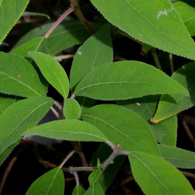 Hortensia aspera Villosa - Hydrangea (Follaje)