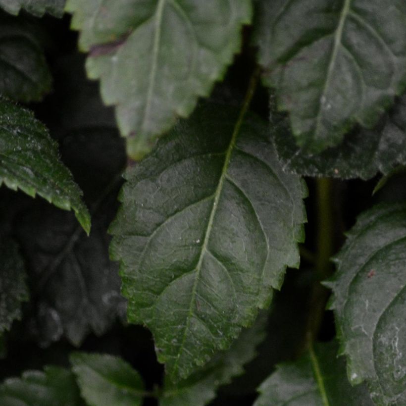 Hortensia anomala var. petiolaris Winter Surprise - Hortensia trepadora (Follaje)