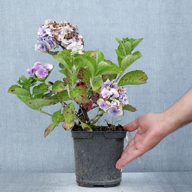 Ejemplar de Hortensia - Hydrangea macrophylla Amethyst - Pot de 3L/4L entregado en verano