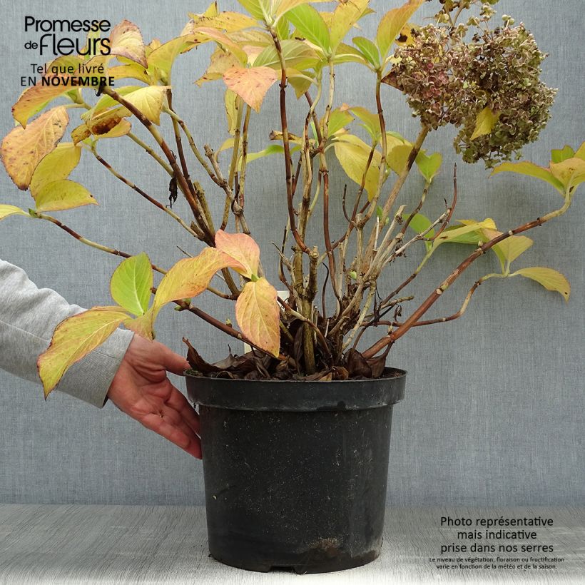 Ejemplar de Hortensia - Hydrangea macrophylla Ayesha 40/50cm en pot de 10L entregado en otoño