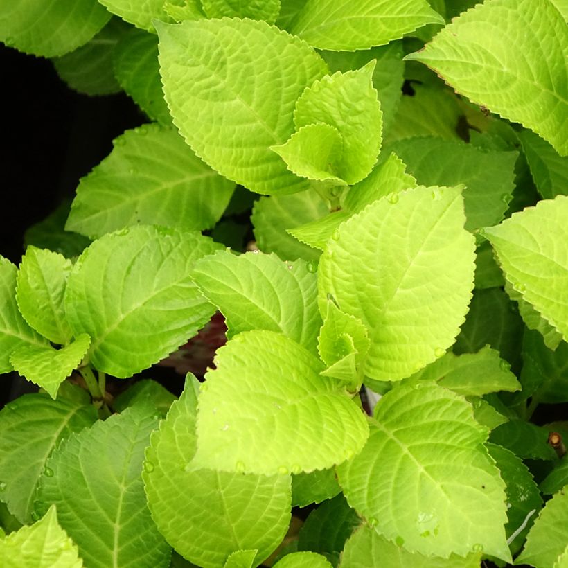 Hortensia macrophylla Beautensia Dali - Hydrangea (Follaje)