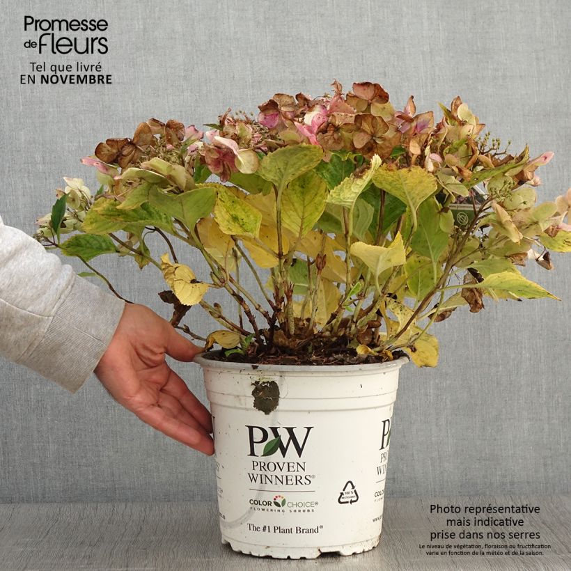 Ejemplar de Hortensia - Hydrangea macrophylla Blueberry Cheesecake en pot de 4/5L entregado en otoño