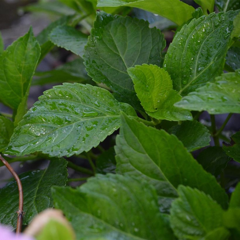 Hortensia macrophylla Bodensee - Hydrangea (Follaje)