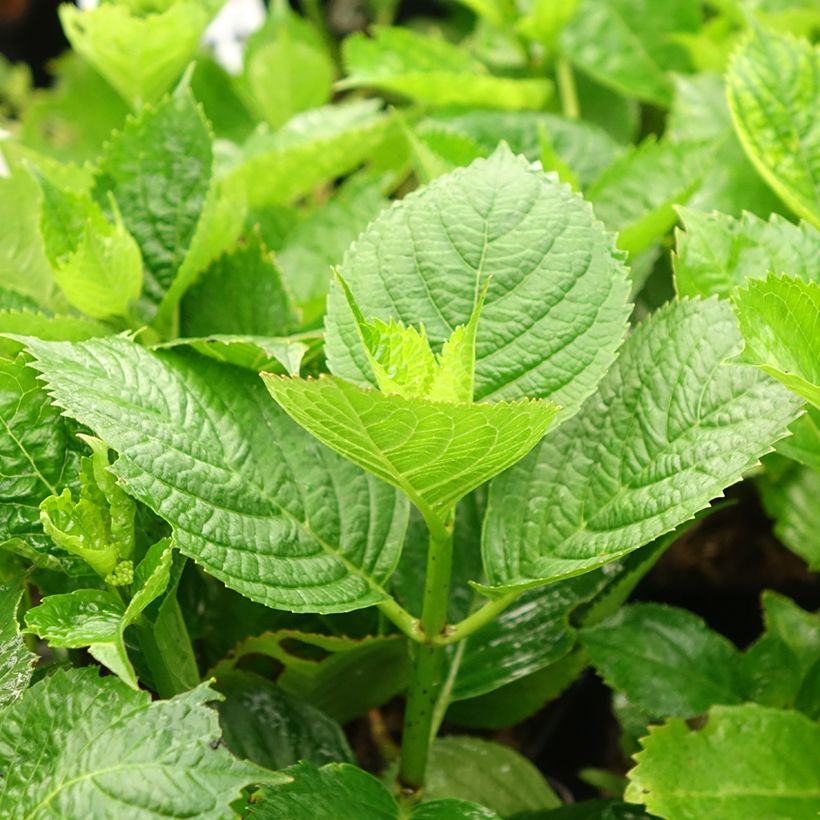 Hortensia macrophylla Buchfink - Hydrangea (Follaje)