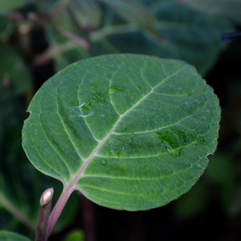 Hortensia macrophylla Camino - Hydrangea (Follaje)