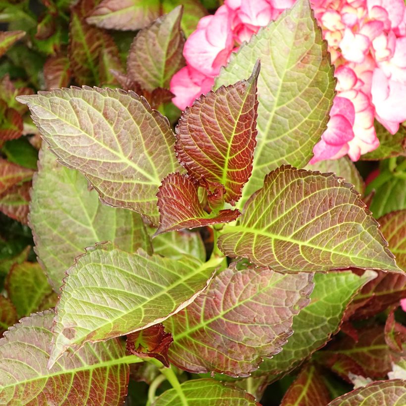 Hortensia macrophylla Black Diamonds Dark Angel - Hydrangea (Follaje)