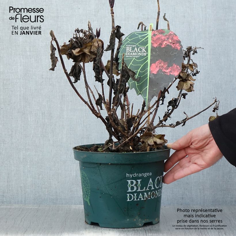 Hortensia - Hydrangea macrophylla Dark Angel Purple (Black Diamonds) Pot de 5L Ejemplar entregado en invierno