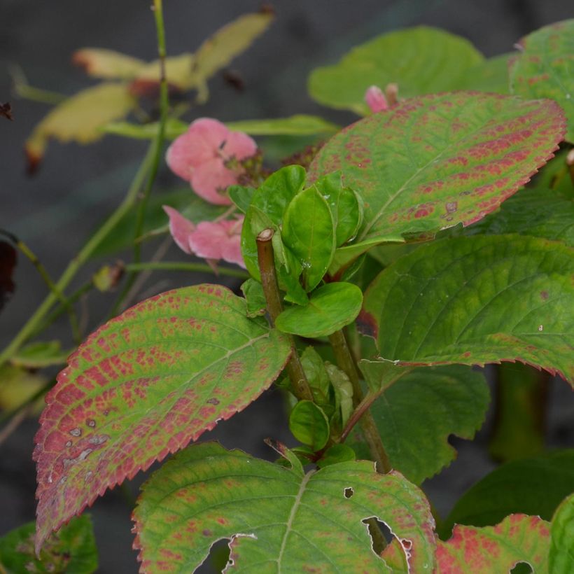 Hortensia macrophylla Dolce Gipsy - Hydrangea (Follaje)