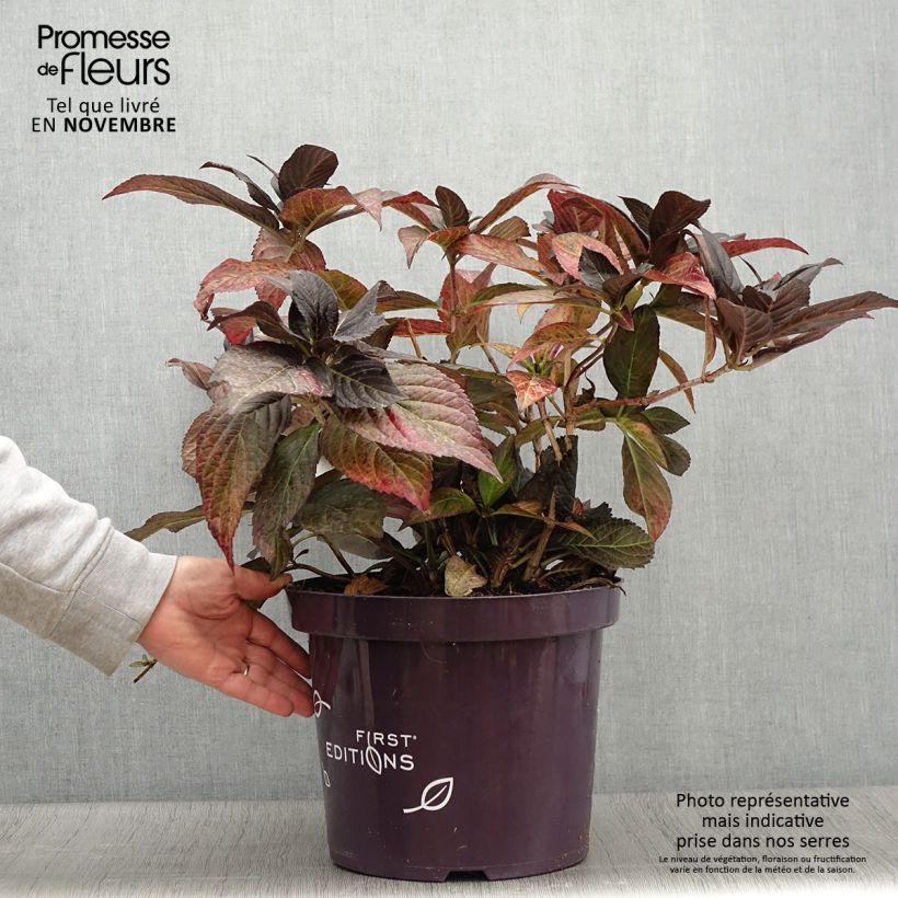 Ejemplar de Hortensia - Hydrangea macrophylla Eclipse - Pot de 3L/4L entregado en otoño