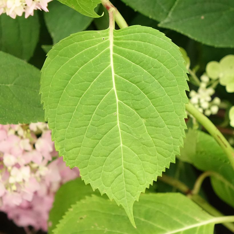 Hortensia macrophylla Endless Summer The Original Blue - Hydrangea (Follaje)