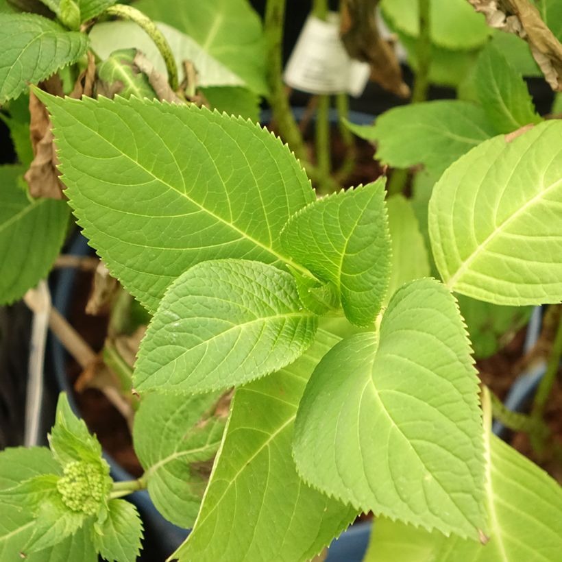 Hortensia macrophylla Endless Summer The Original Pink - Hydrangea (Follaje)