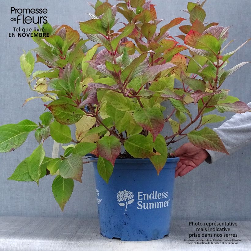 Ejemplar de Hortensia - Hydrangea macrophylla Endless Summer Twist and Shout en pot de 15L entregado en otoño