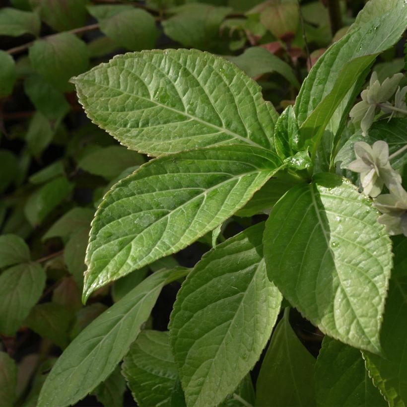 Hortensia macrophylla Etoile Violette - Hydrangea (Follaje)